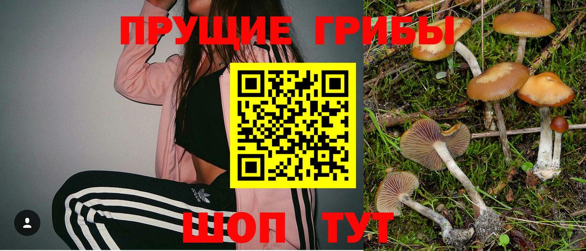 Псилоцибиновые грибы Cubensis Волхов